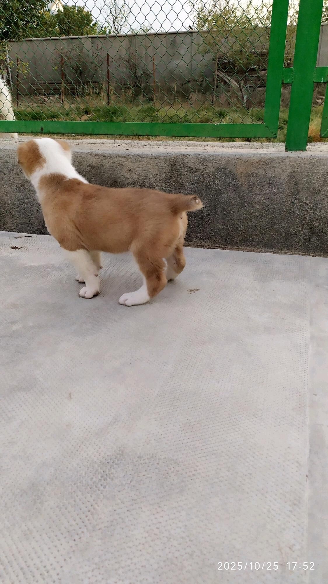 alabay güjük - Бузмеин - img 7