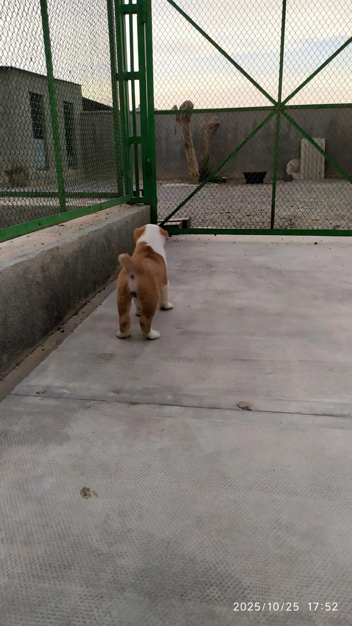 alabay güjük - Бузмеин - img 8