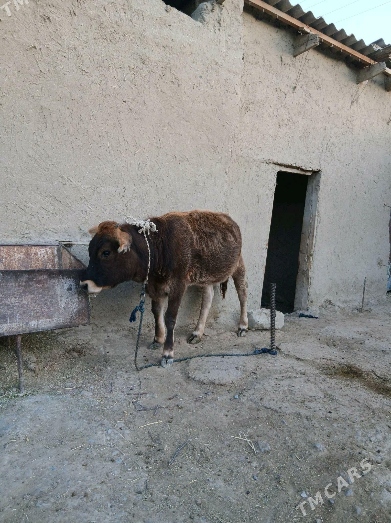 tuwe - Бахарден - img 1