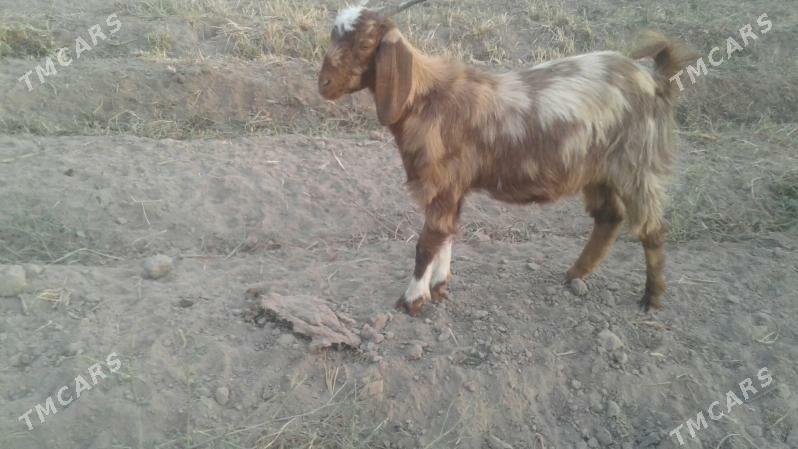 Пакистан Чебиш - Kerki - img 8