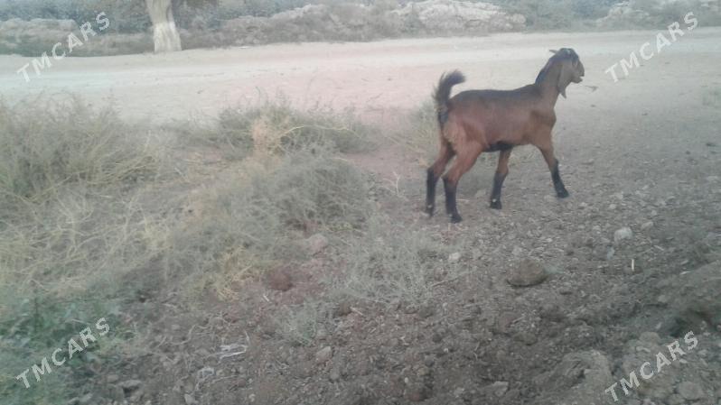 Пакистан Чебиш - Kerki - img 1