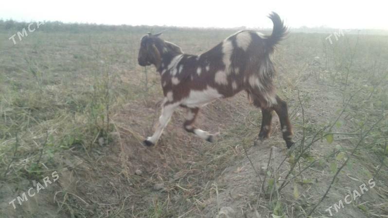 Пакистан Чебиш - Kerki - img 3