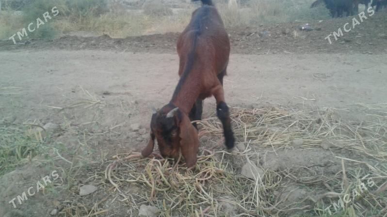 Пакистан Чебиш - Kerki - img 4