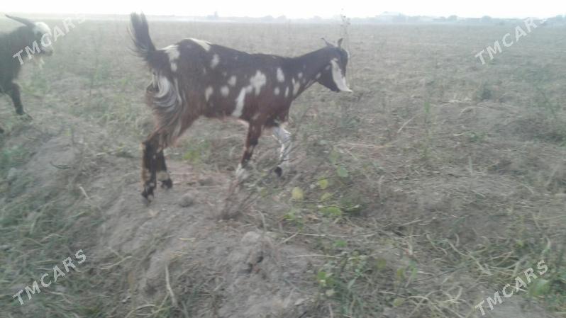 Пакистан Чебиш - Kerki - img 2