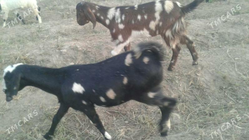 Пакистан Чебиш - Kerki - img 6