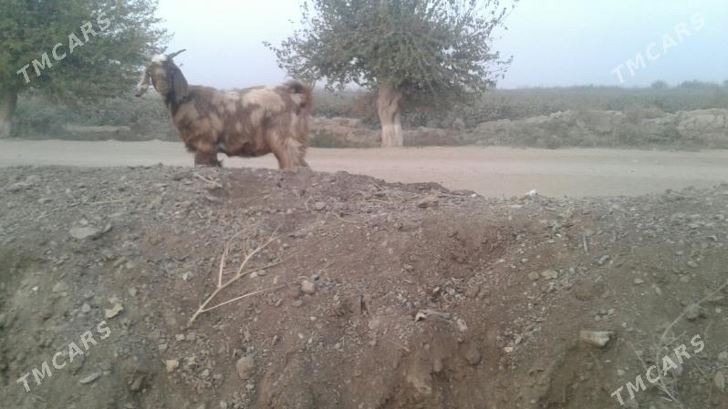 Пакистан Чебиш - Kerki - img 5