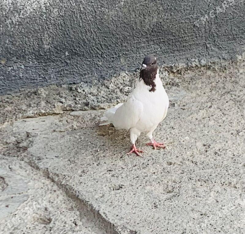 Kepderi - Ашхабад - img 3