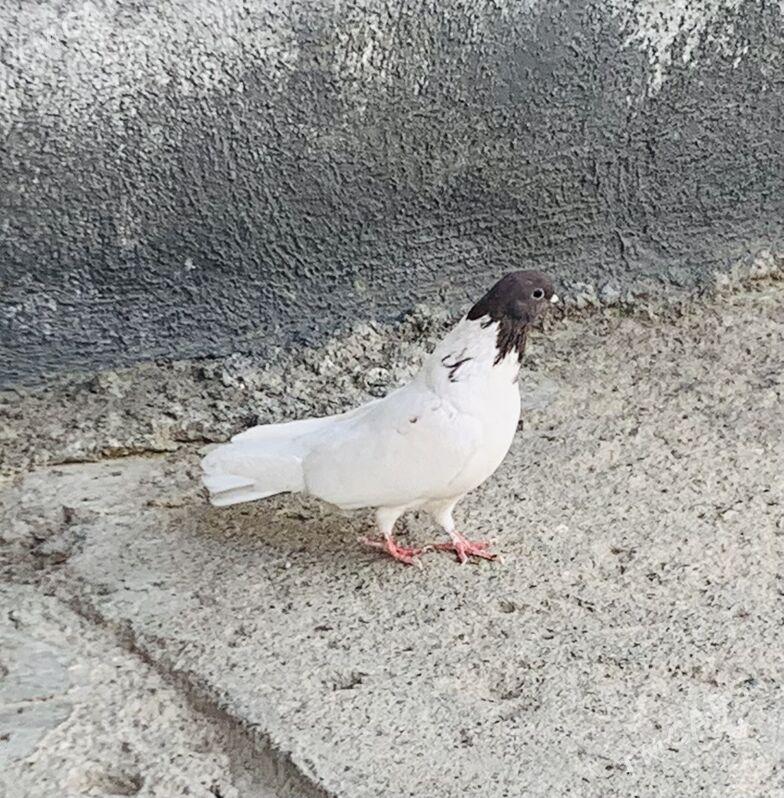 Kepderi - Ашхабад - img 6