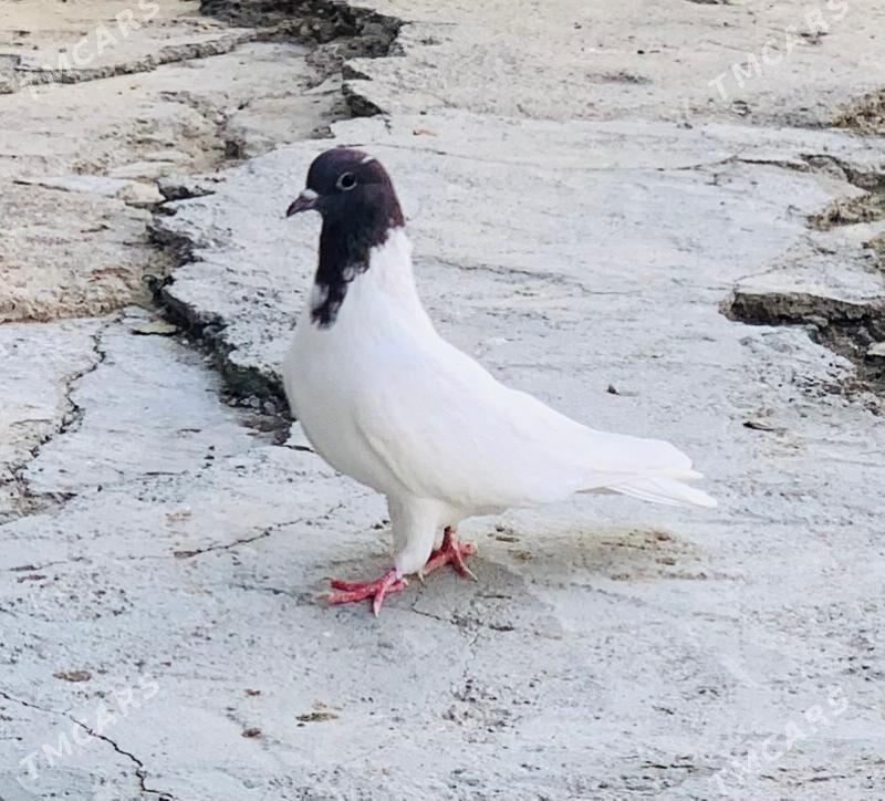 Kepderi - Ашхабад - img 2