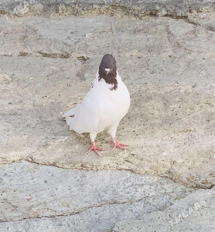 Kepderi - Ашхабад - img 5