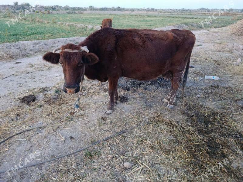 goleli sygyr - Гарабекевюл - img 3