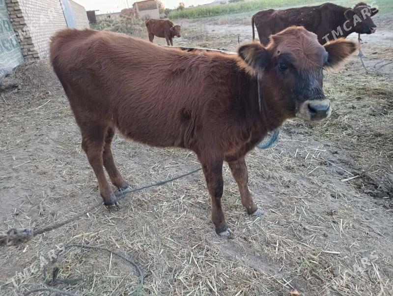 goleli sygyr - Гарабекевюл - img 2