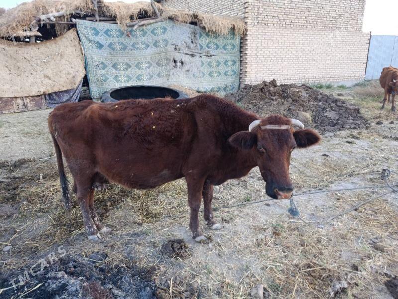 goleli sygyr - Гарабекевюл - img 4