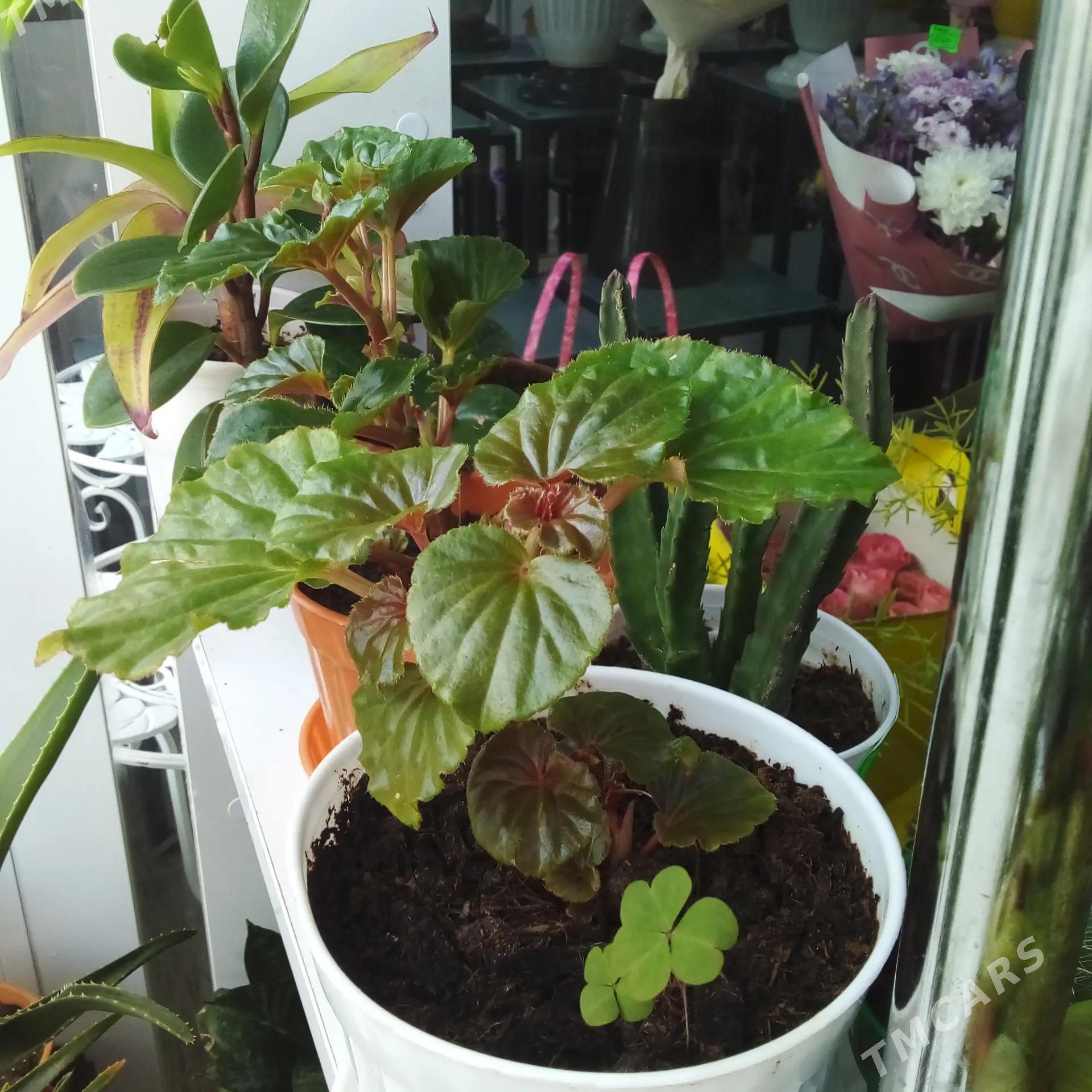 Цветы комнатные - Aşgabat - img 1