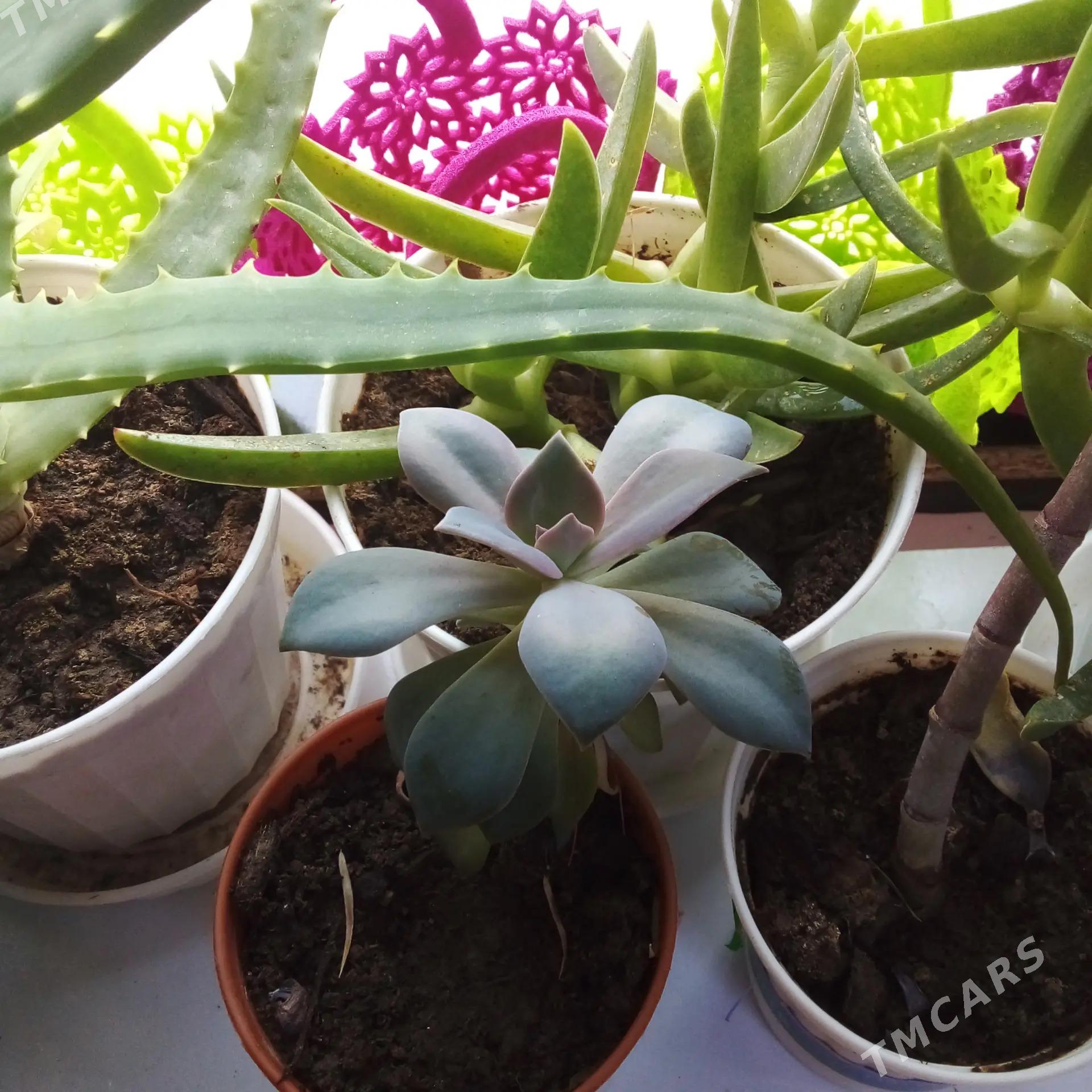 Цветы комнатные - Aşgabat - img 3