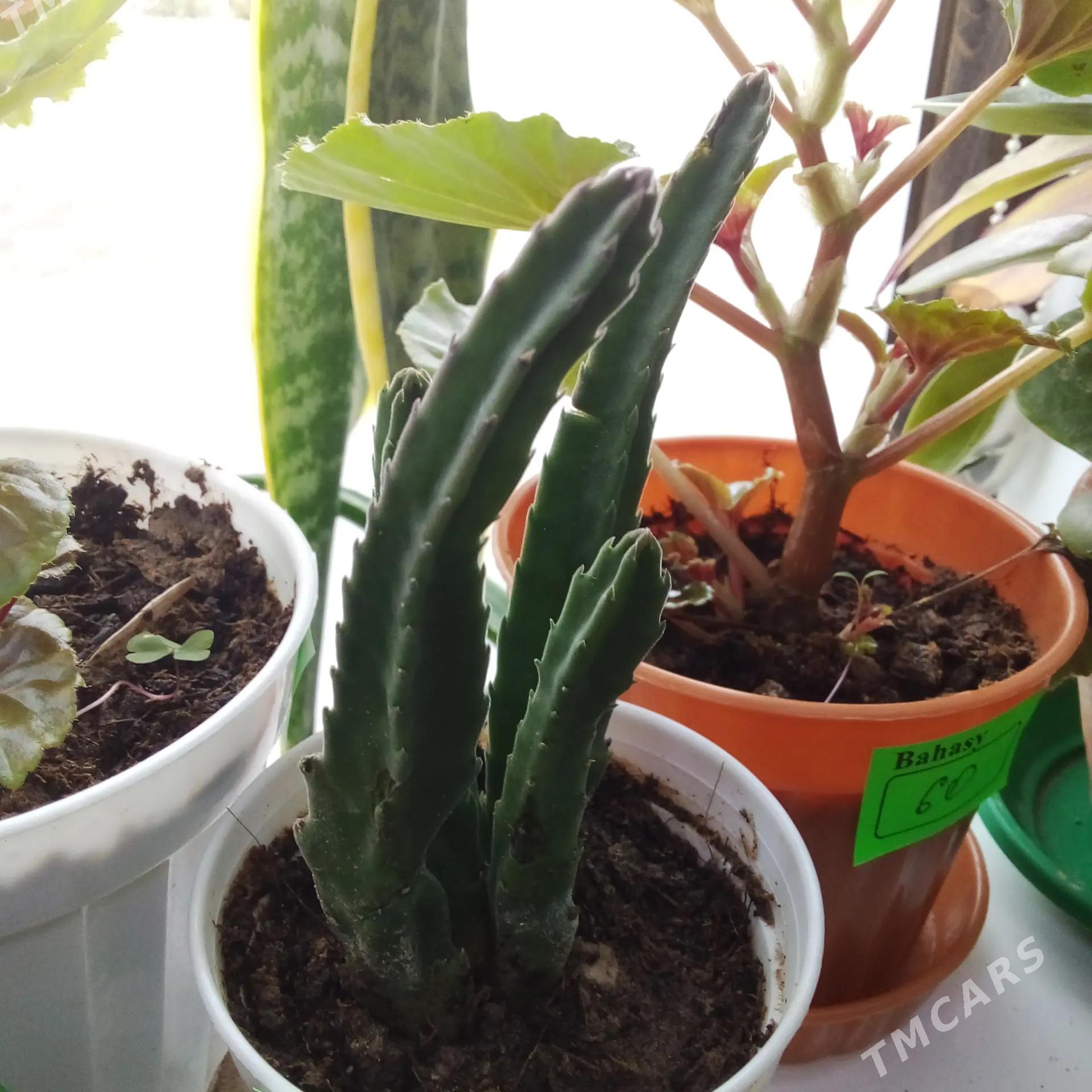 Цветы комнатные - Aşgabat - img 4