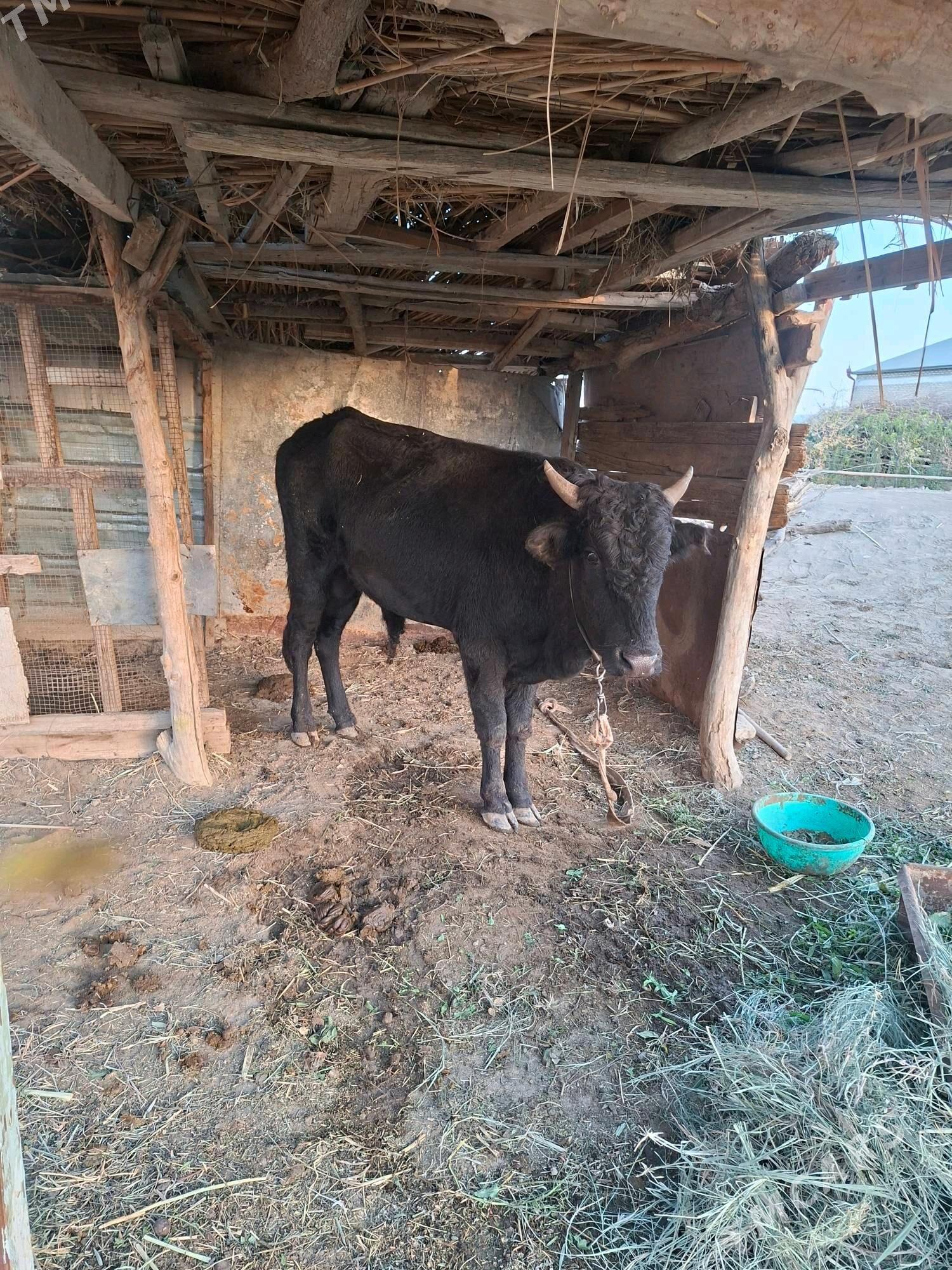 1.5 yasap gecen okuzce - Wekilbazar - img 2