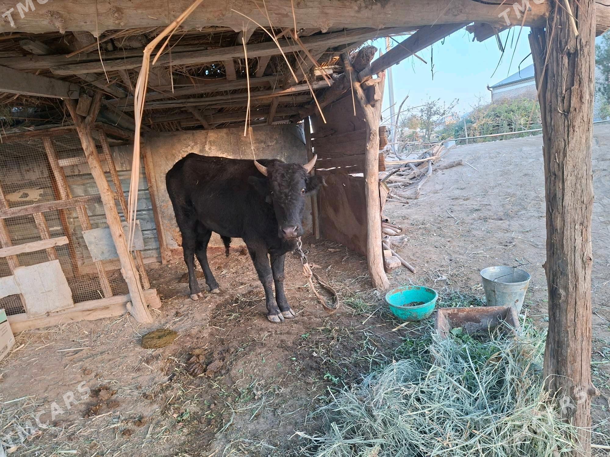 1.5 yasap gecen okuzce - Wekilbazar - img 6