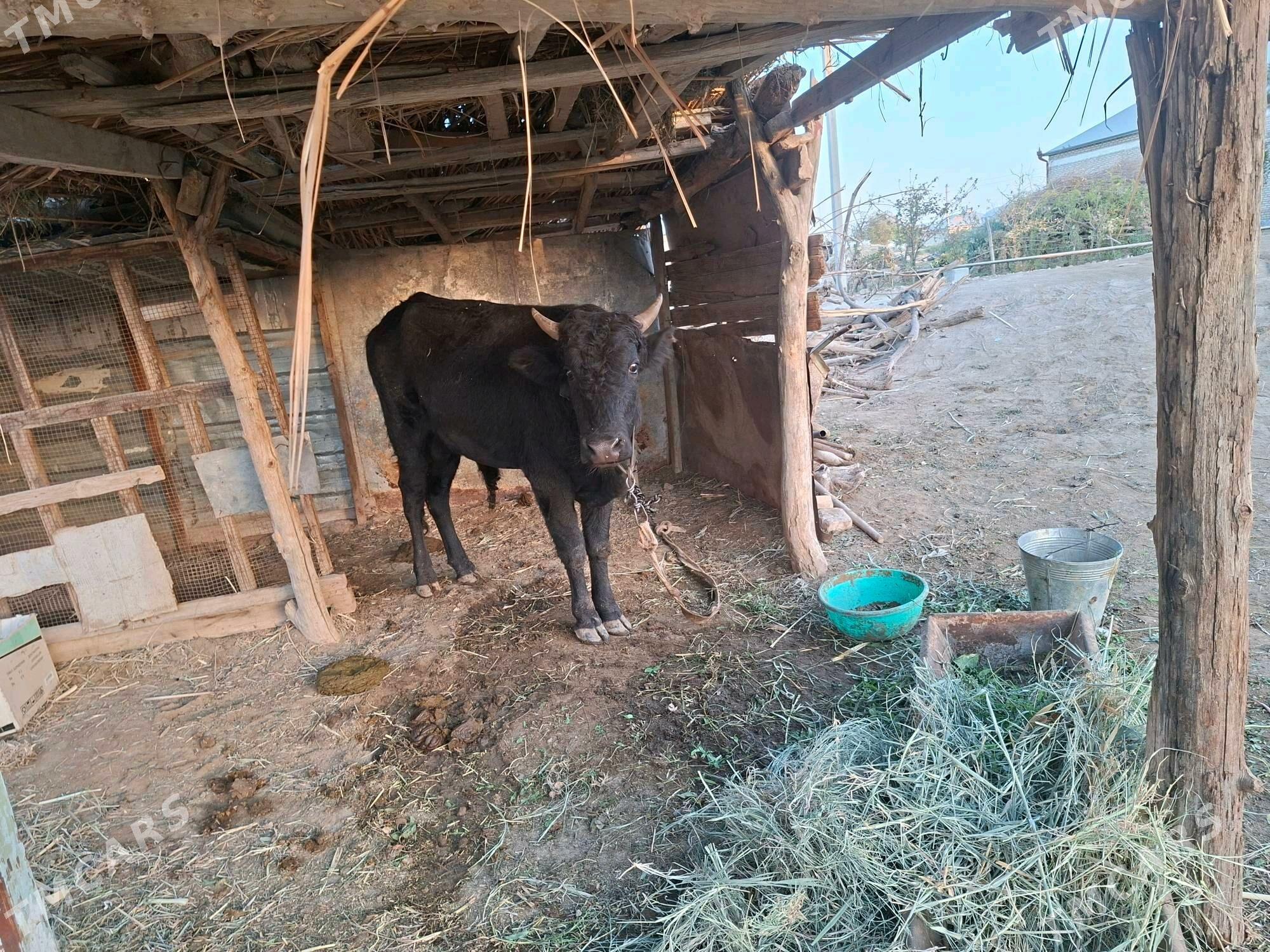 1.5 yasap gecen okuzce - Wekilbazar - img 4