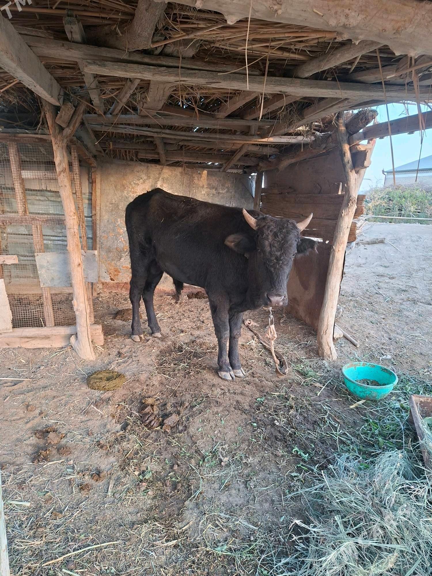 1.5 yasap gecen okuzce - Wekilbazar - img 3
