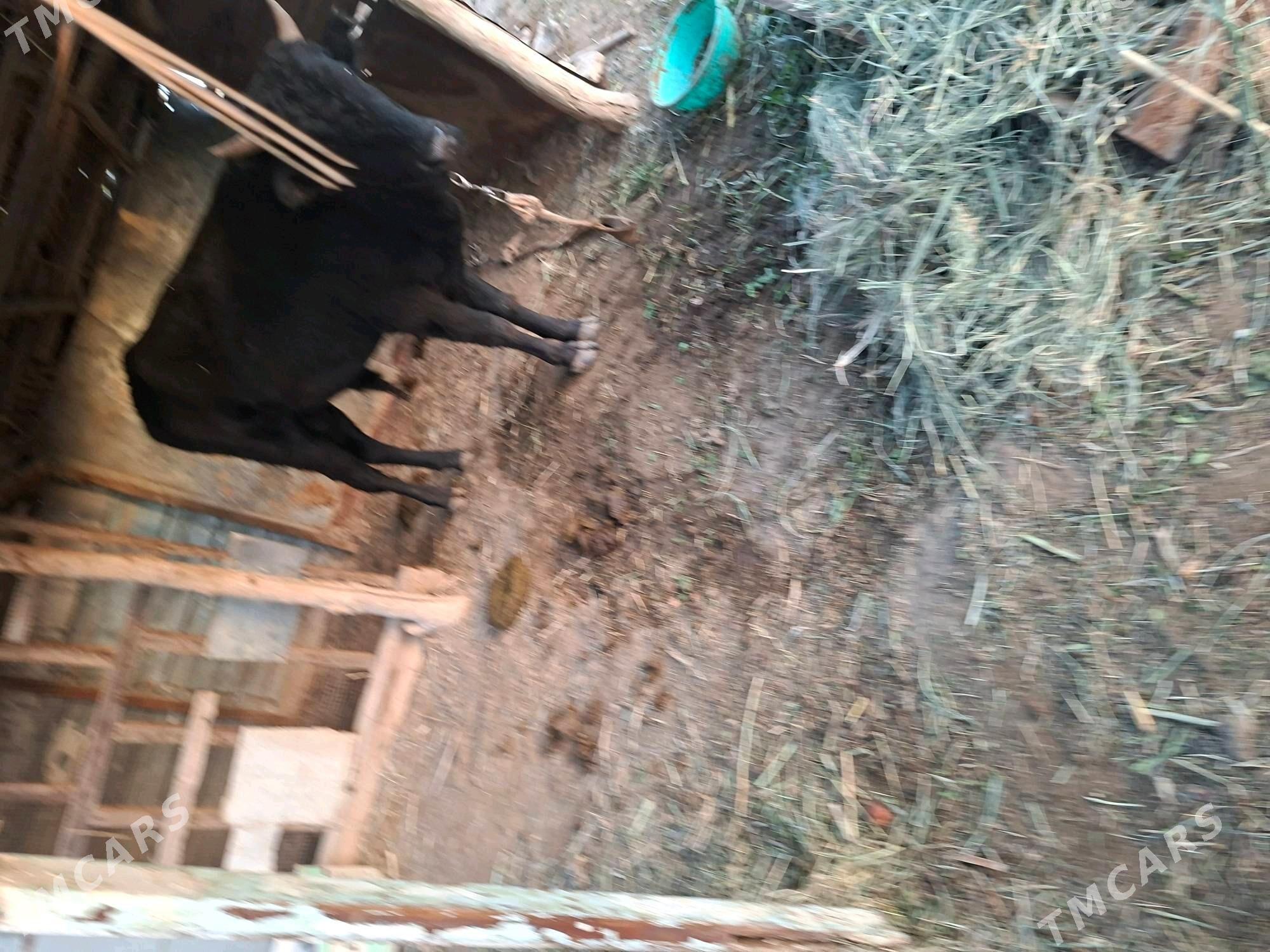 1.5 yasap gecen okuzce - Wekilbazar - img 5