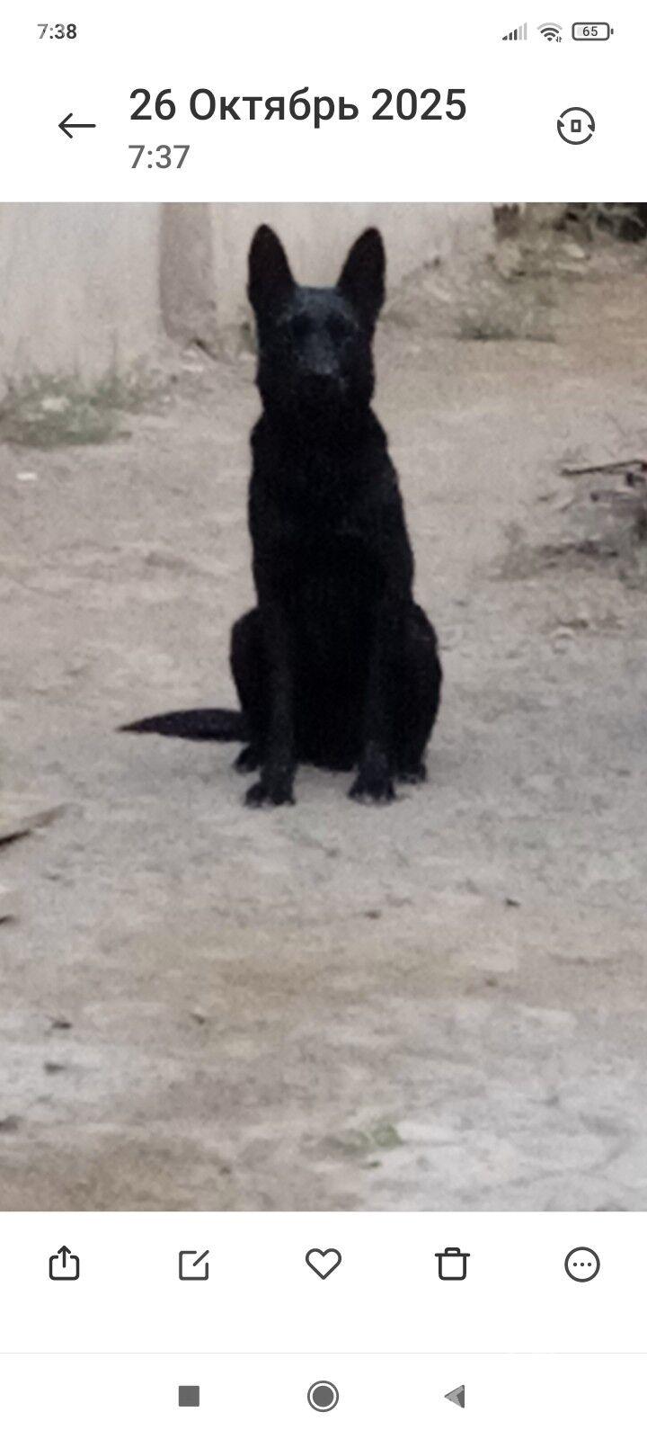 Уй Афчарка - Daşoguz - img 1