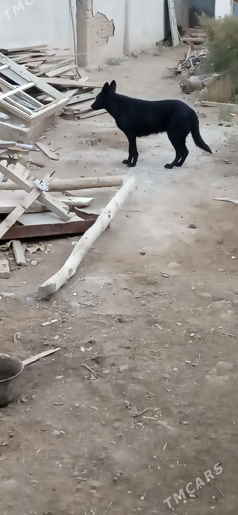 Уй Афчарка - Дашогуз - img 2