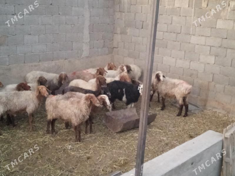 goyunlar - Gyzylarbat - img 2