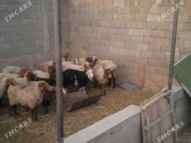 goyunlar - Gyzylarbat - img 3