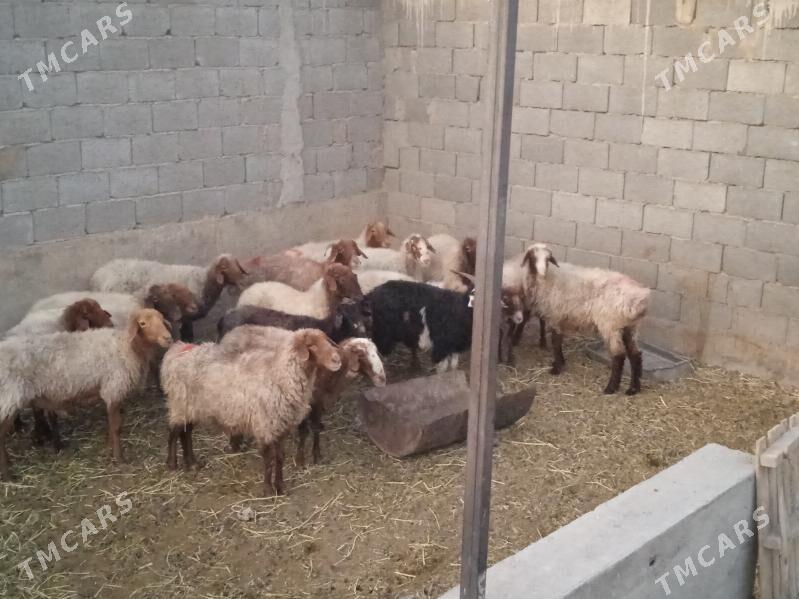 goyunlar - Gyzylarbat - img 1