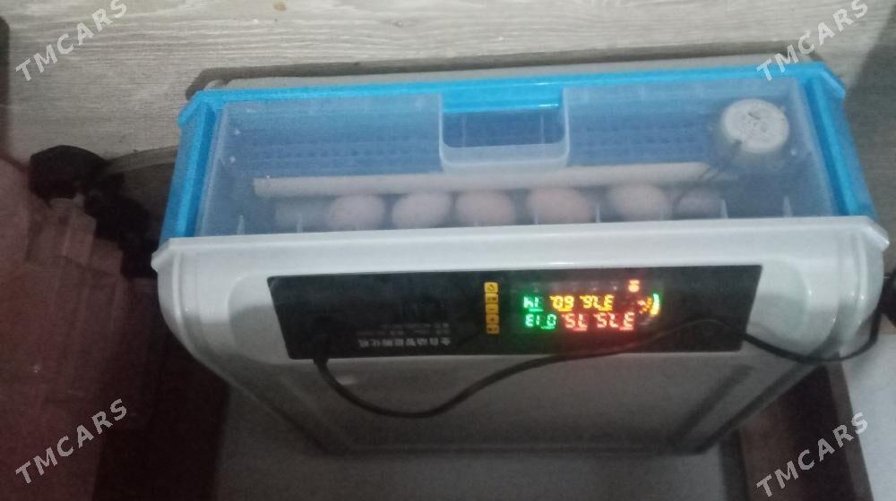 inkobator - Kaka - img 1