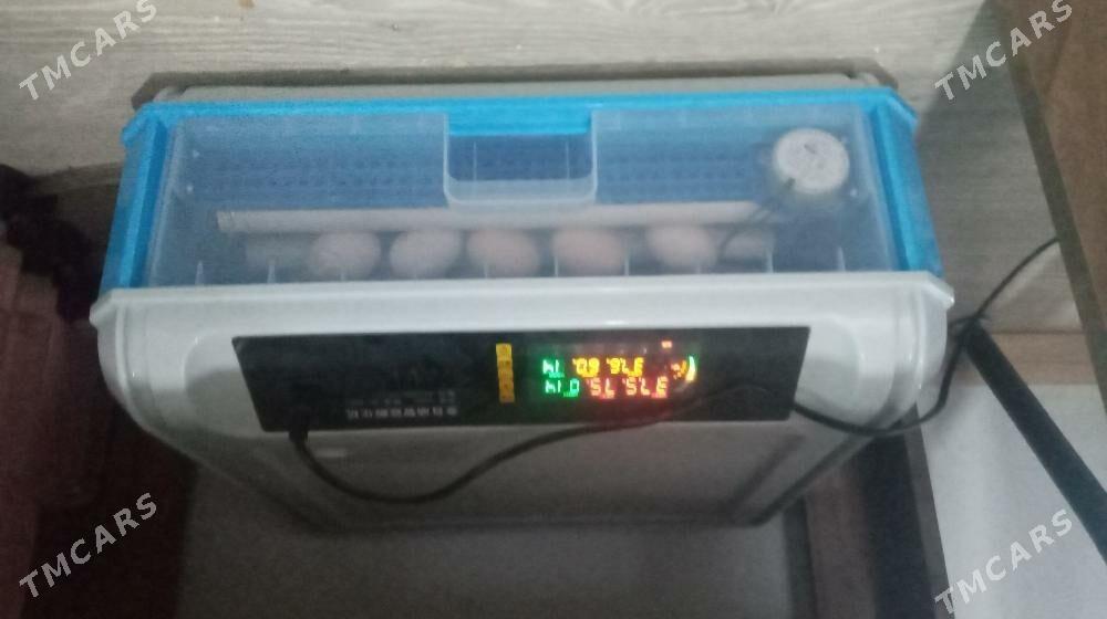 inkobator - Kaka - img 2