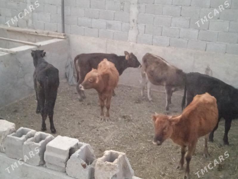 okuzce we tuweler - Gyzylarbat - img 2
