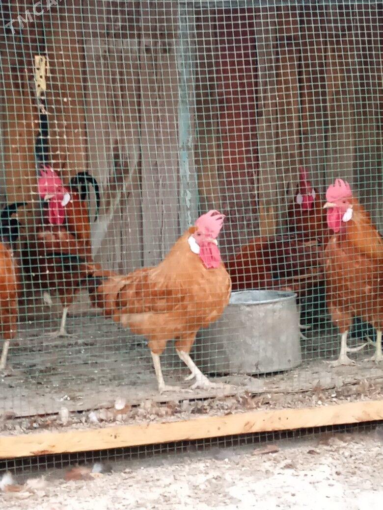 horaz - Tagtabazar - img 1