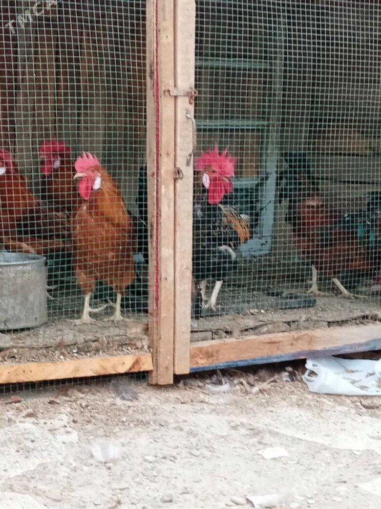 horaz - Tagtabazar - img 2