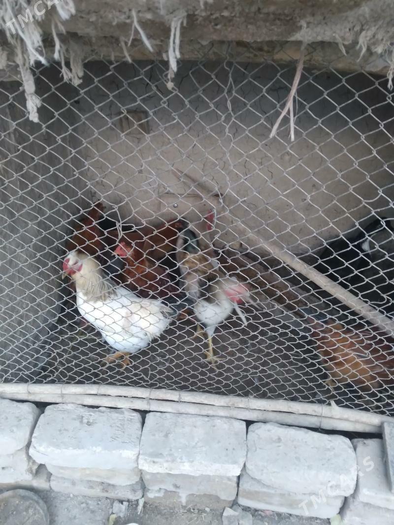 Хораз - Daşoguz - img 1