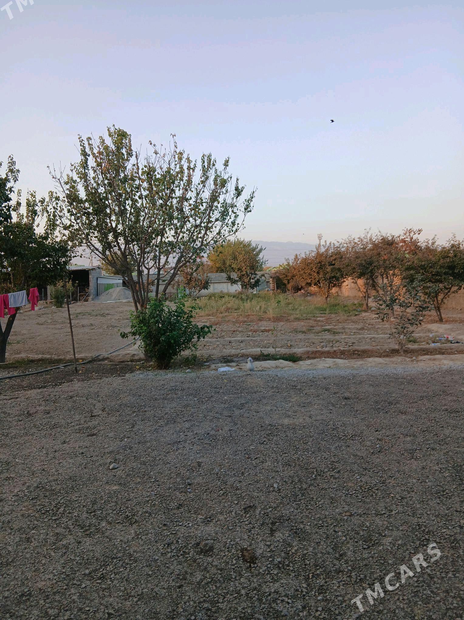 Gypjak mellek jay - Aşgabat - img 1