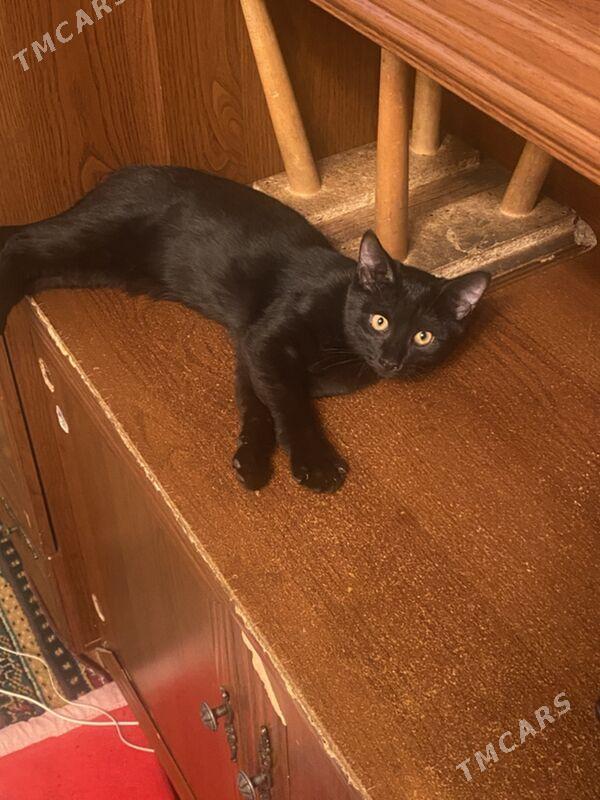 котята - Ашхабад - img 2