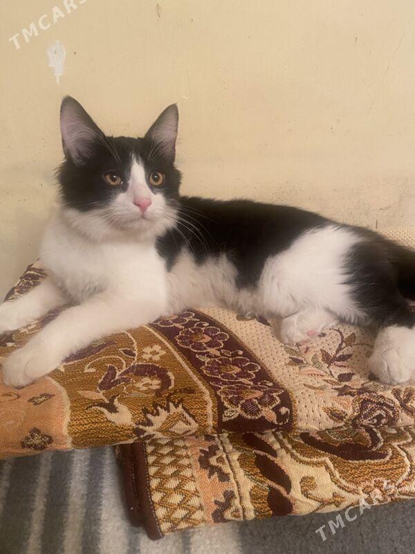 котята - Ашхабад - img 3