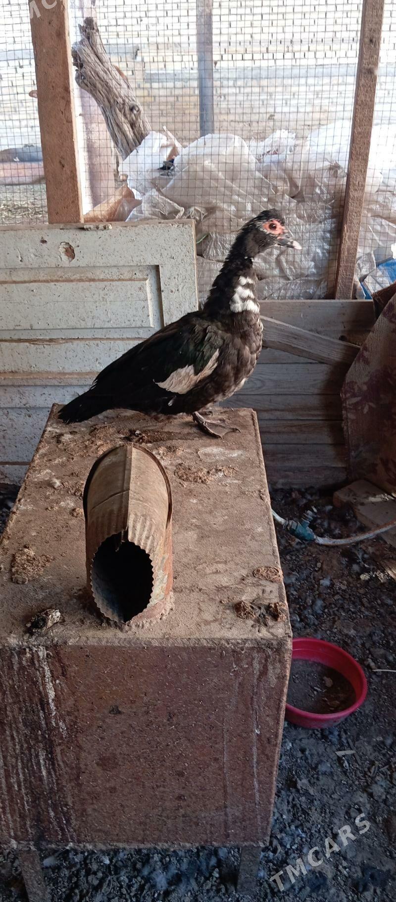 indawutga - Mary - img 2