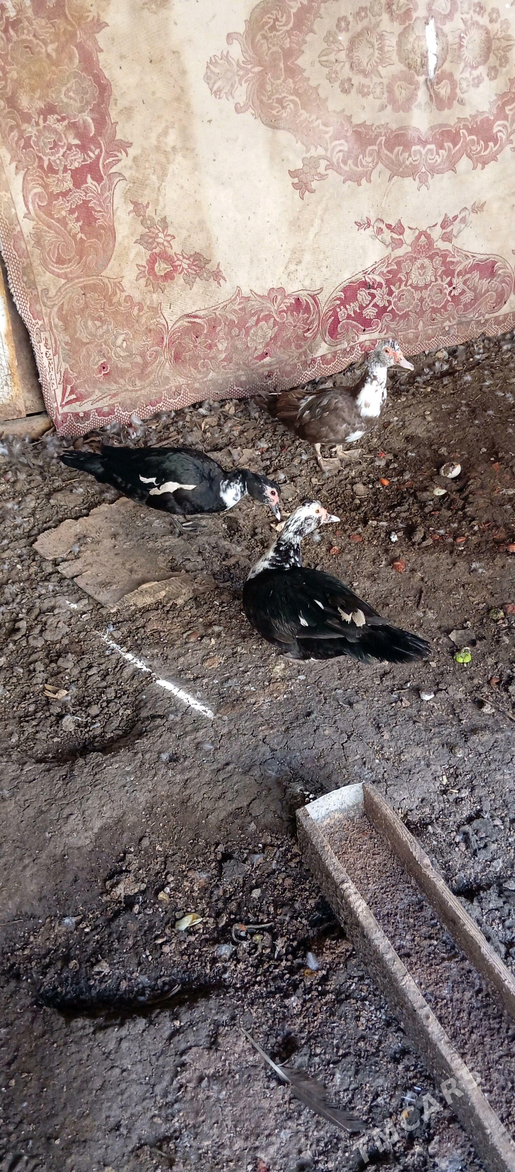 indawutga - Mary - img 4