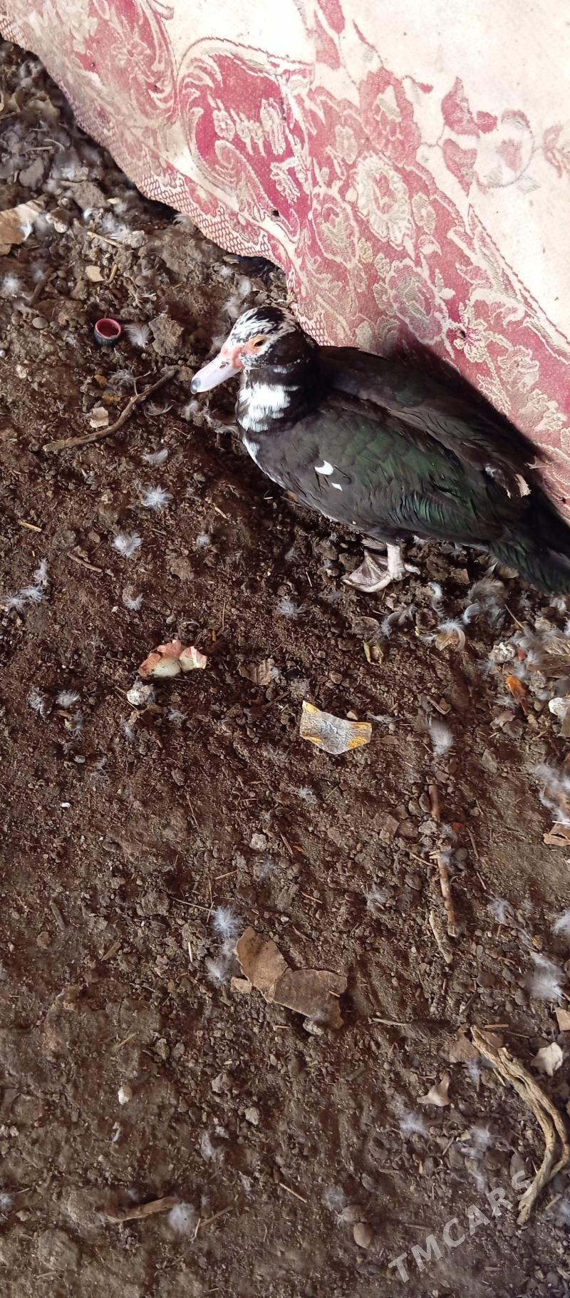 indawutga - Mary - img 3