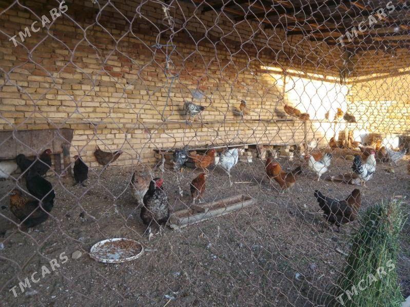 elinjek towuk - Baýramaly - img 3