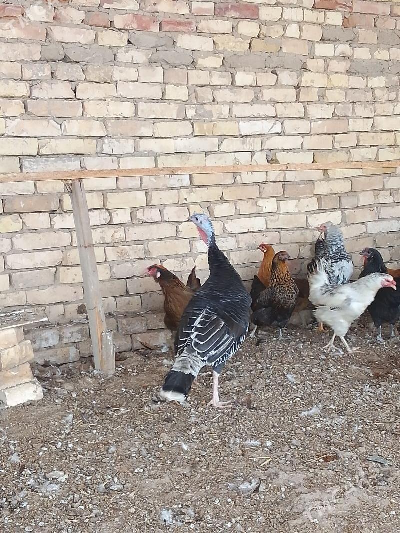 elinjek towuk - Baýramaly - img 5