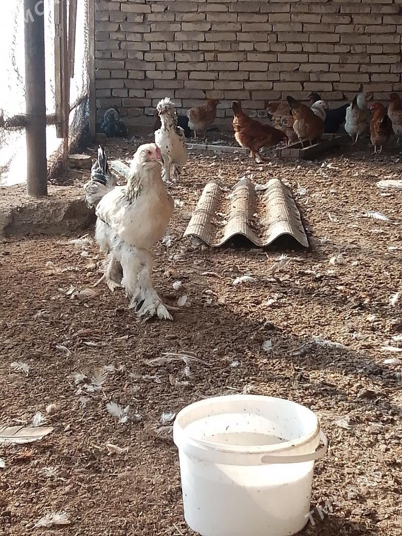 elinjek towuk - Baýramaly - img 4