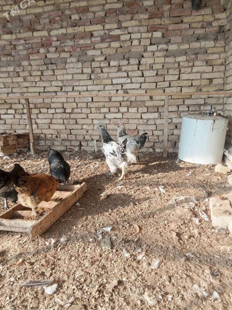 elinjek towuk - Baýramaly - img 6