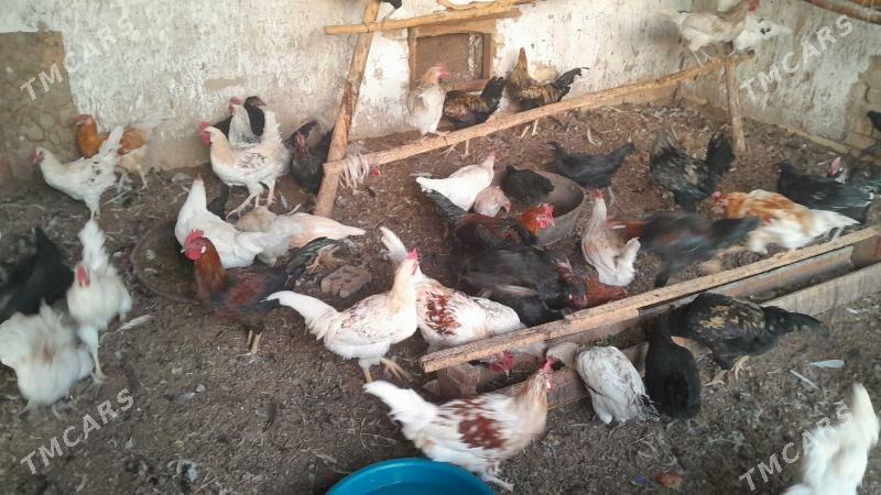 horoz towyk - Сакарчага - img 3