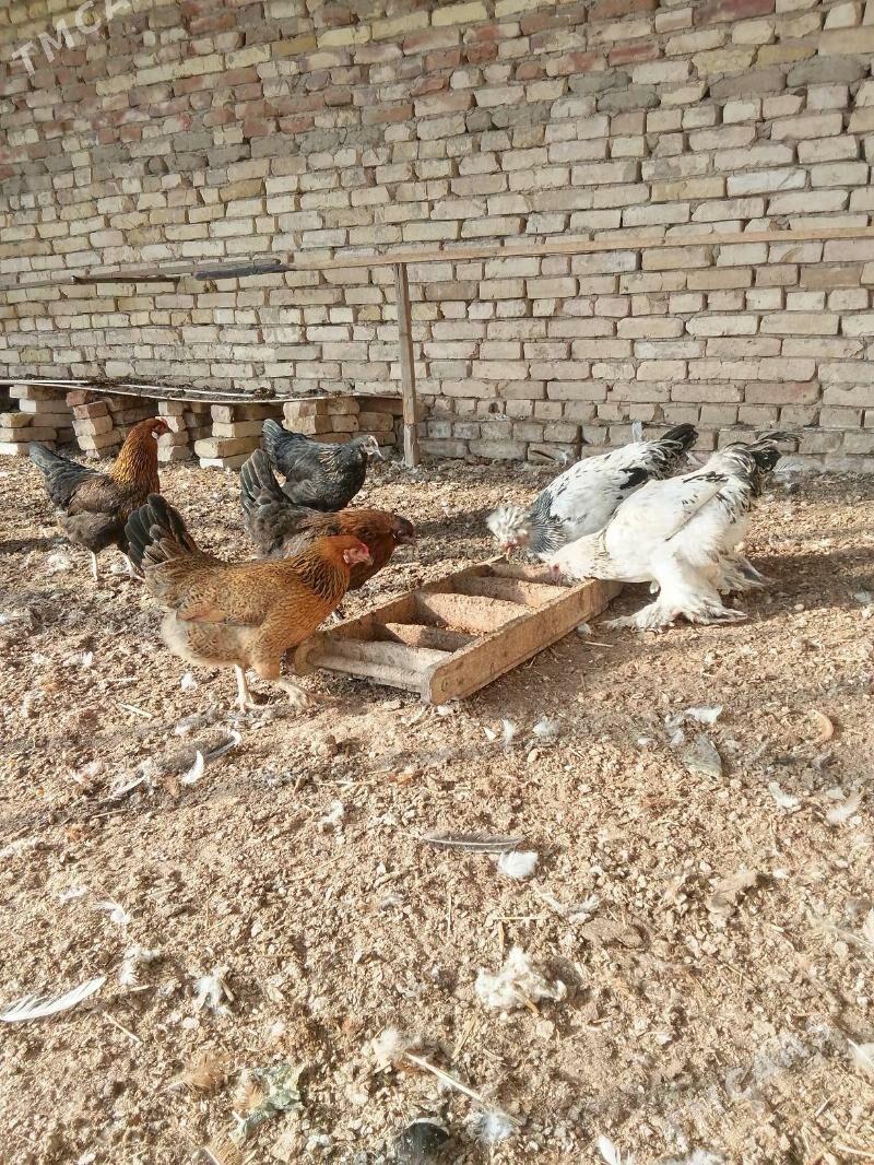 elinjek towuk - Baýramaly - img 7