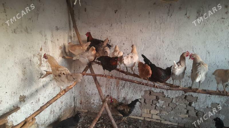 horoz towyk - Сакарчага - img 2