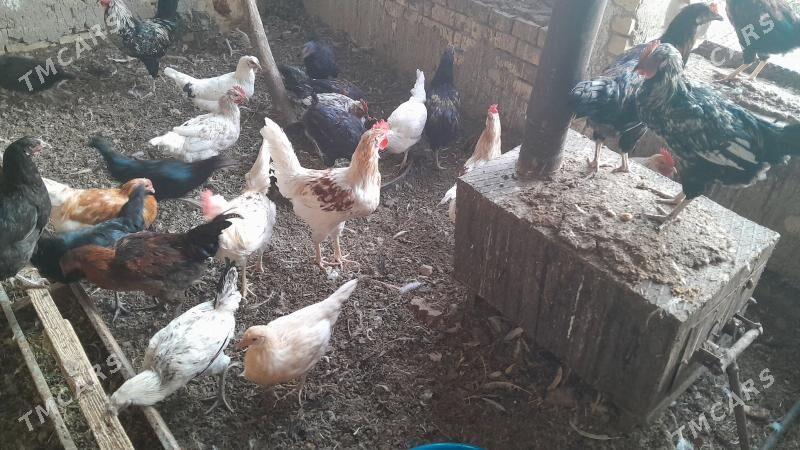 horoz towyk - Сакарчага - img 1